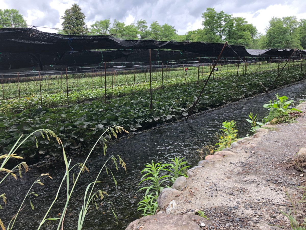 Daio wasabi farm 大王わさび農場,&nbsp;Matsumoto